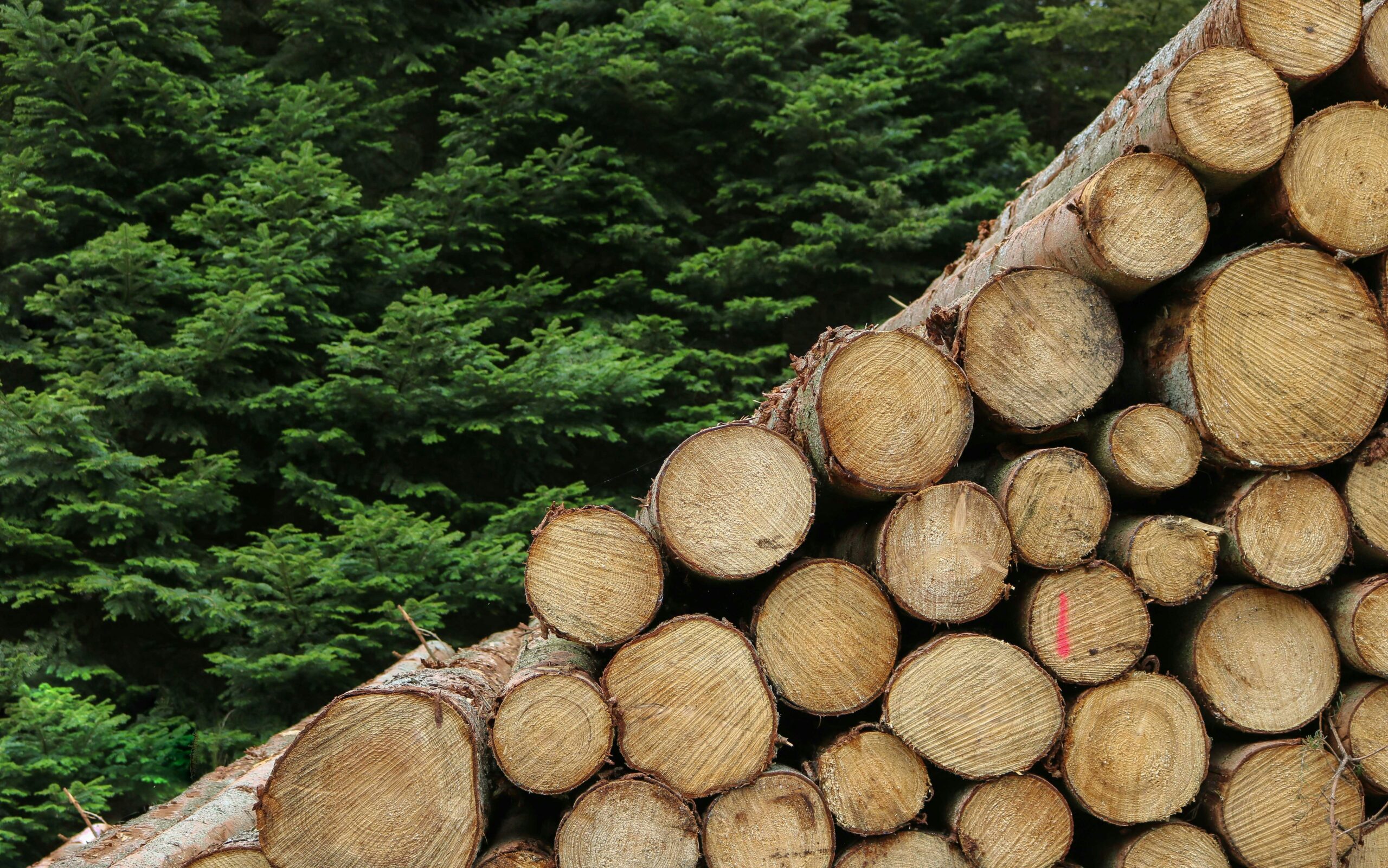 Data Analytics in the Wood Industry